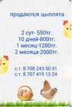 Продаются домашние цыплята