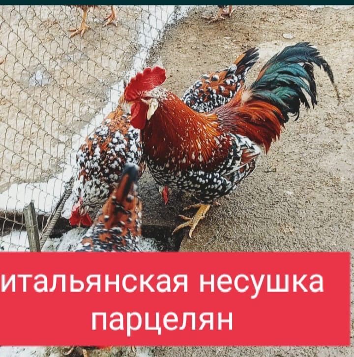 Инкубационные яйца