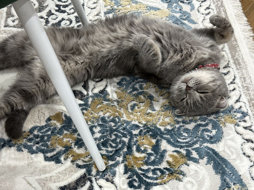 Кошка вислоухий