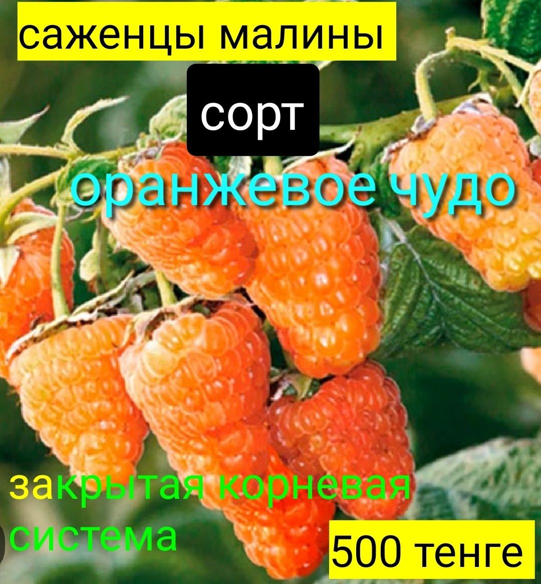Саженцы плодовых и ягодных растений