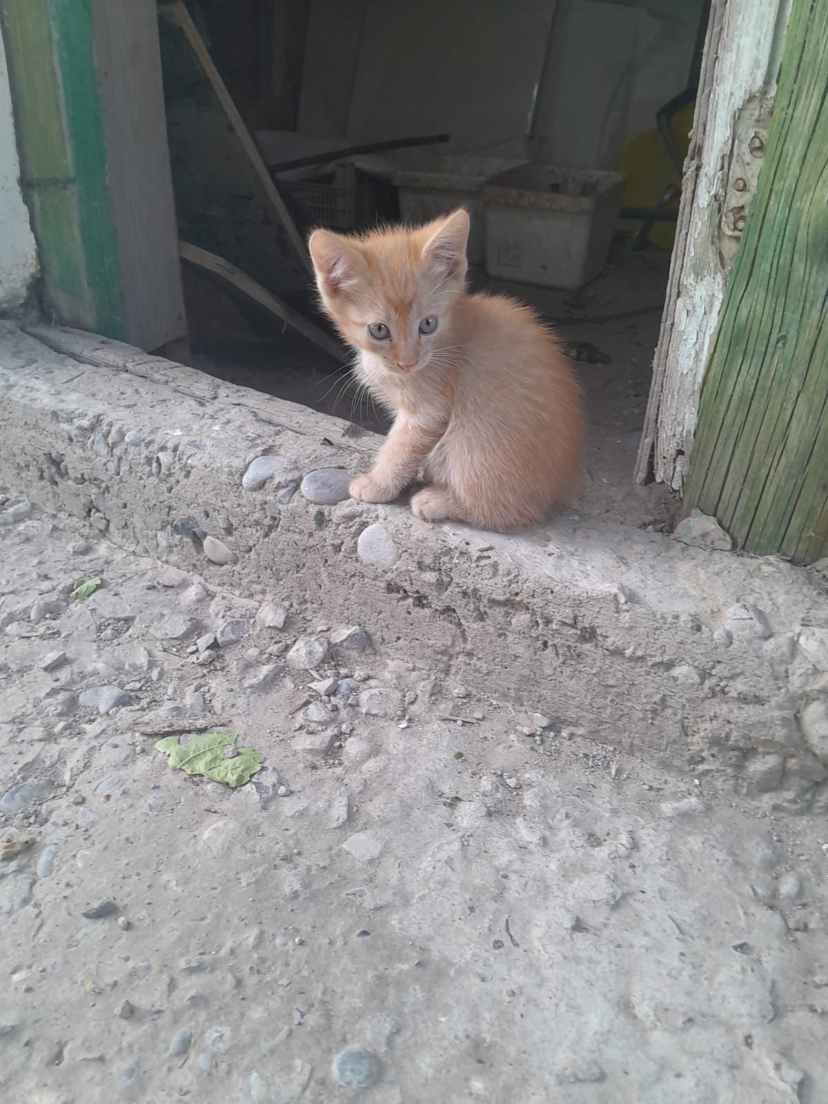 Отдам котят в хорошие руки бесплатно