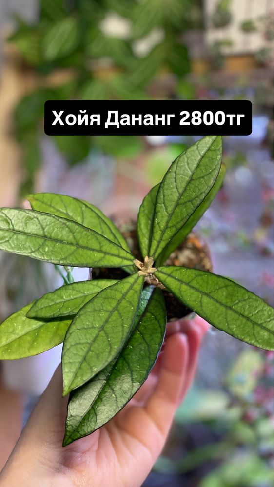 Суккуленты. Комнатные растения