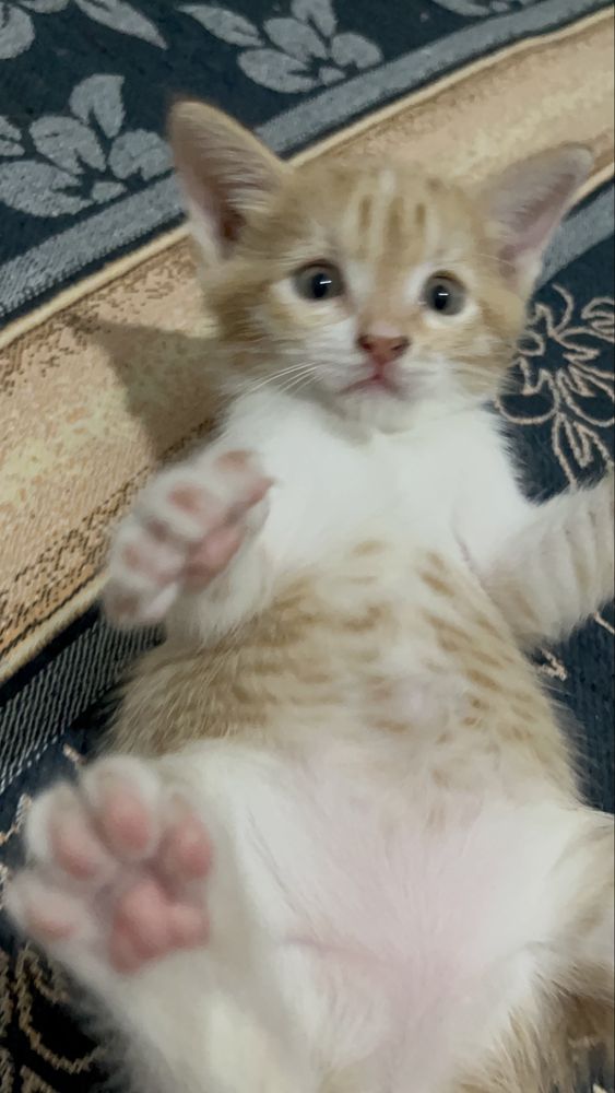 Котёнок девочка ищет дом