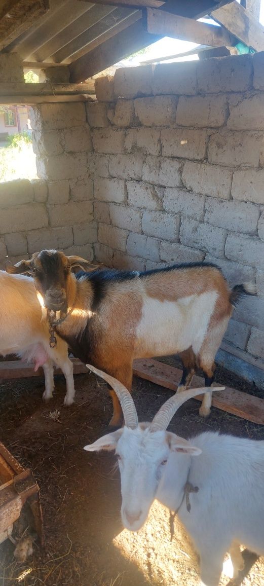 Жамбыл облысы Жамбыл ауданы с асада  обмен бар кой кошкарга