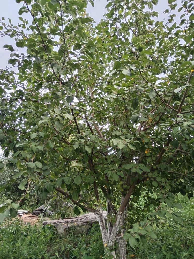 Срочно продам дачу на Бобровке