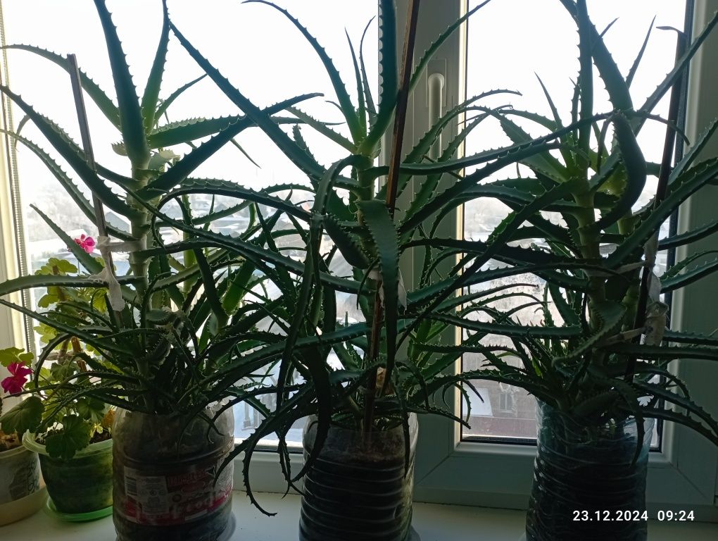 Продам алоэ 3 года