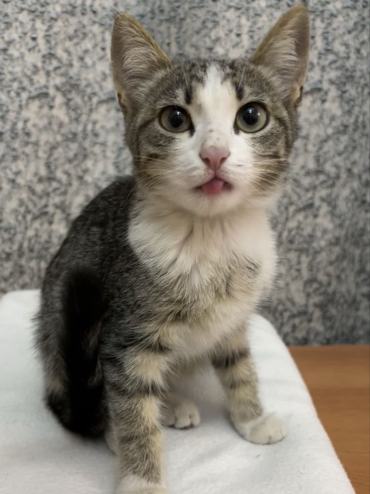 Котенок ищет дом