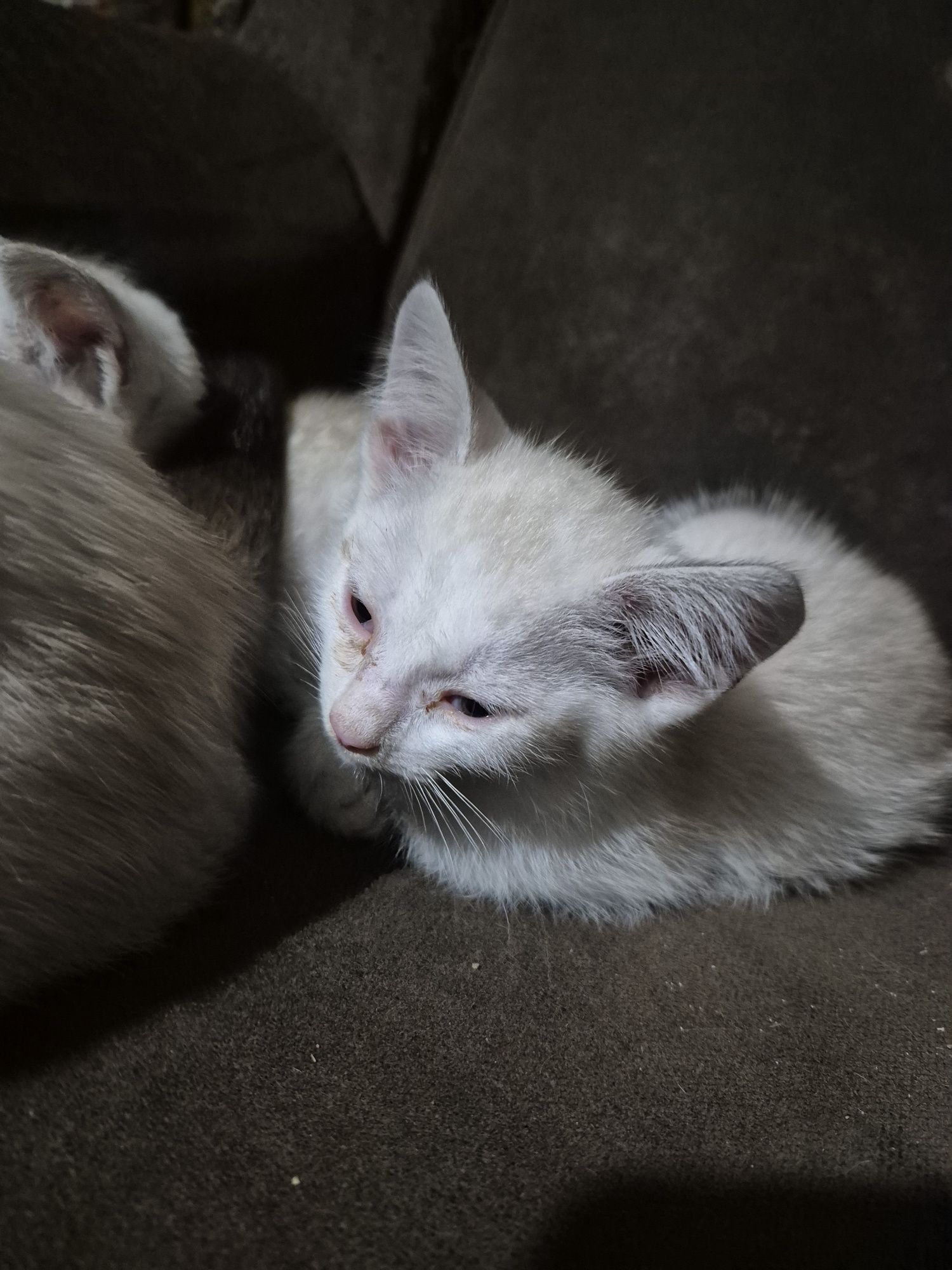 Отдам котят в добрые руки