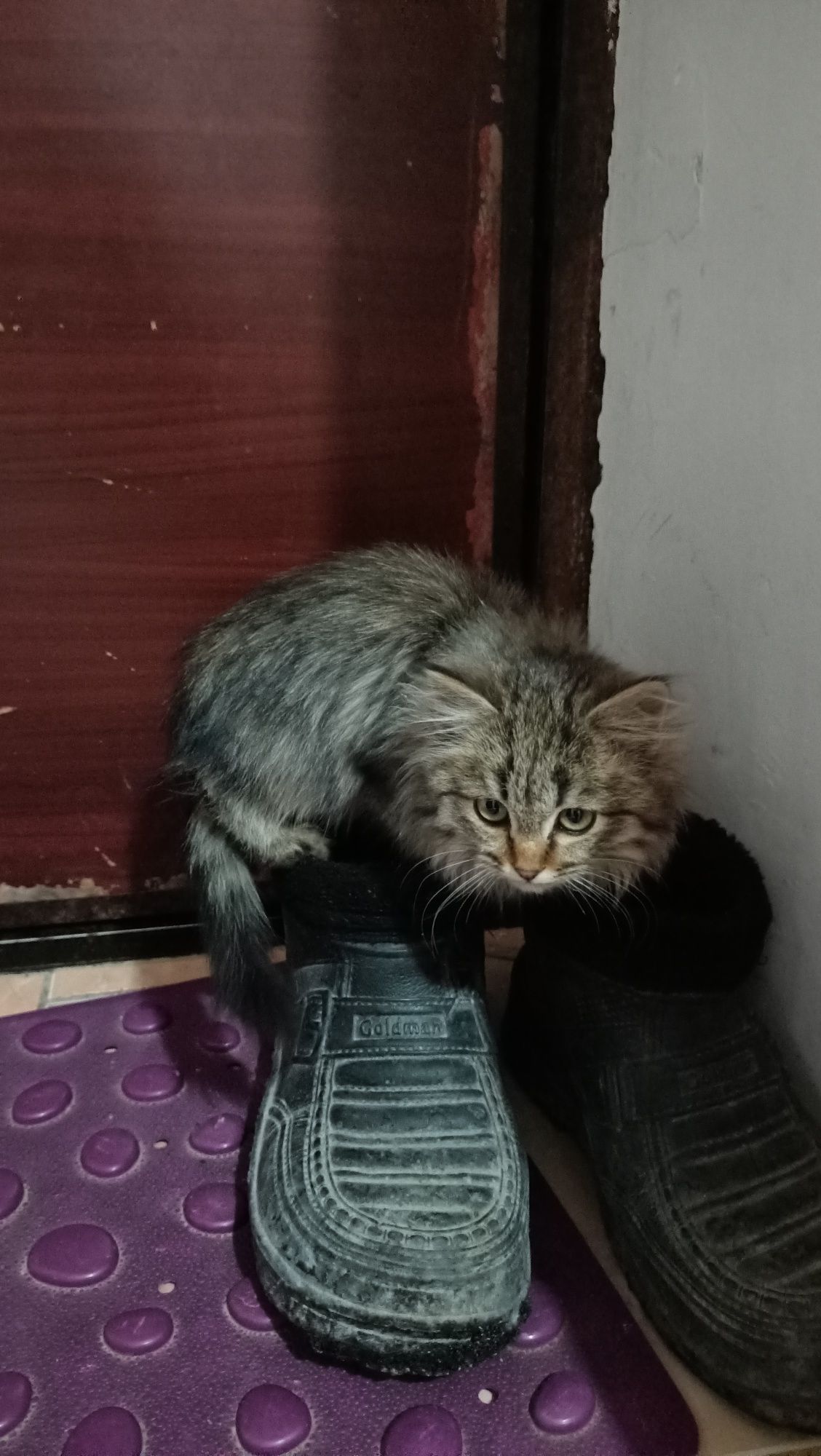 Котята бесплатно