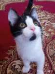 Котик 4 месяца СДАЮ НА ВРЕМЯ!