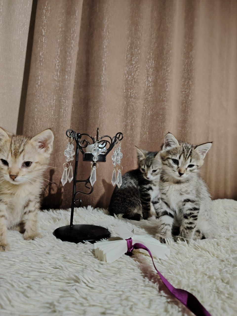Отдам котят в хорошие руки