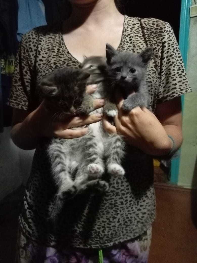 Котята ищут дом, мышеловы