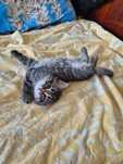 Котёнок родился 9 мая