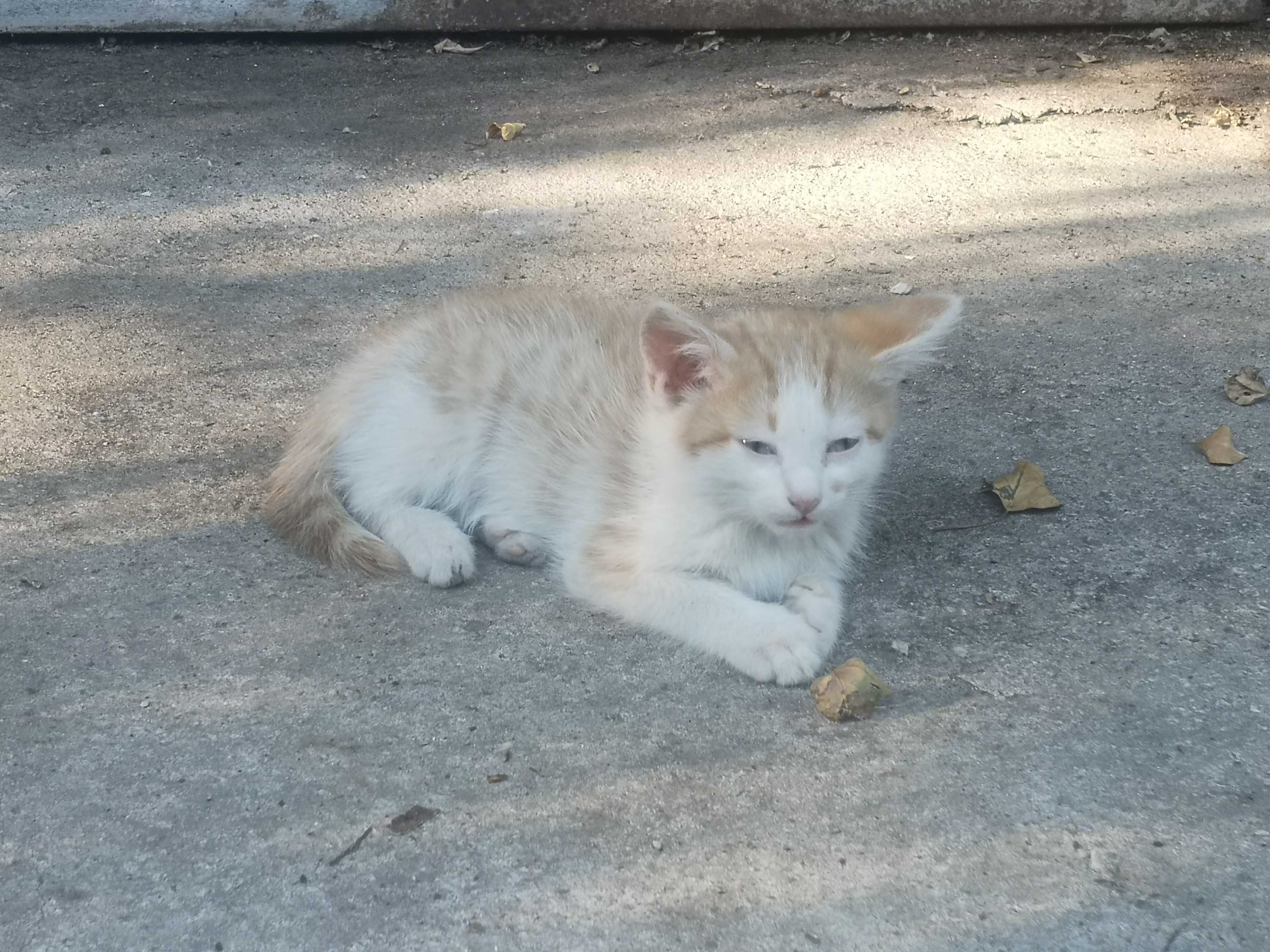 Отдам в  котят в добрые руки