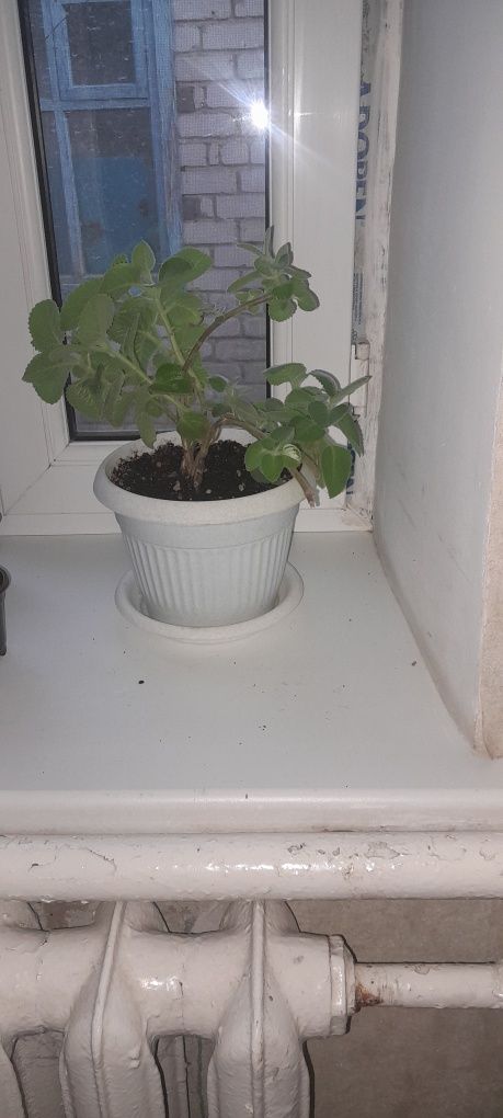 Продам цветы комнатные