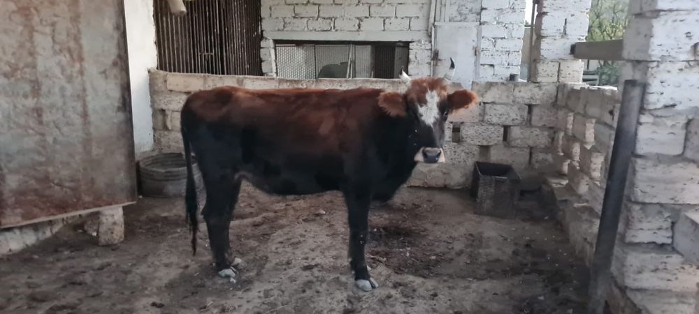 Ассалаумагалейкумдер 2 буаз сиыр 1 бука сатылады