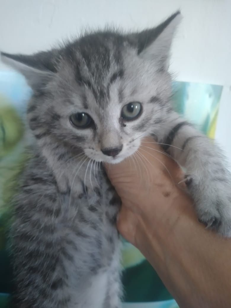 Одам в добрые руки котя