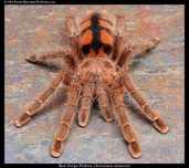 Пауки Avicularia minatrix