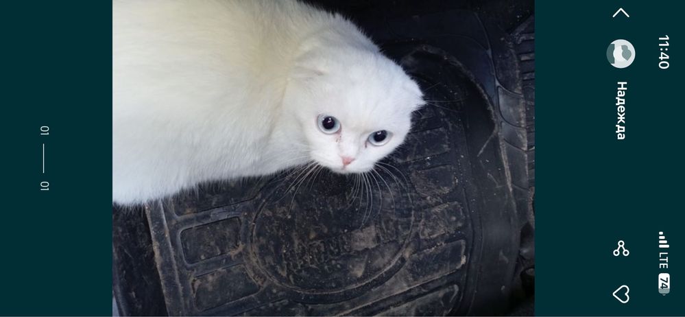Продам кошку скоттишфолд