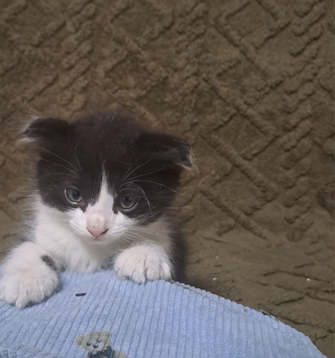 Отдам  котят вислоухие