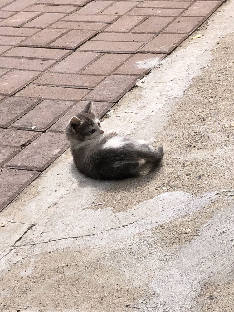 Котята здоровые, жизнерадостные