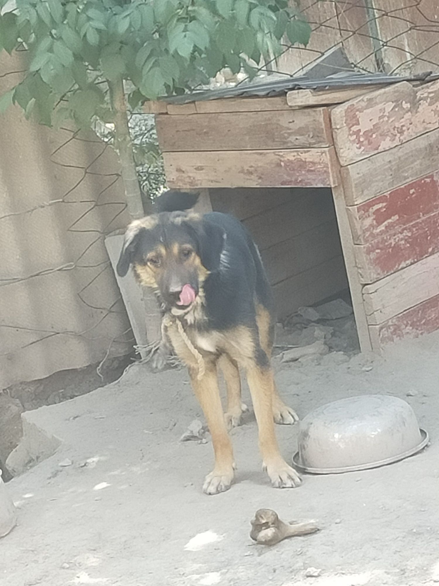 Собака бесплатно