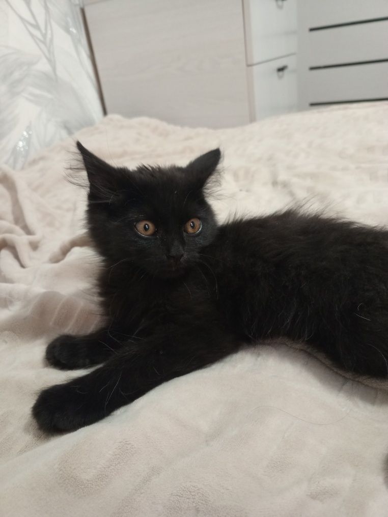 Котенок бесплатно