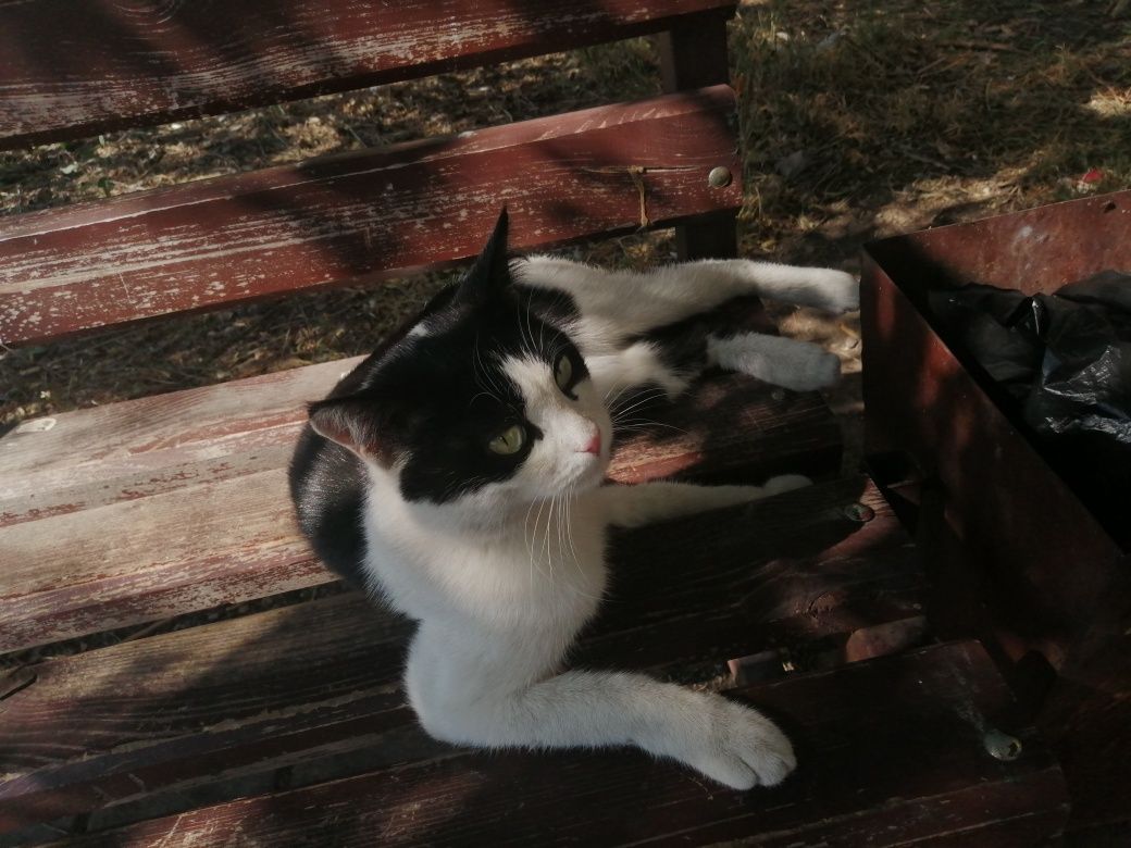 Ласковый котейка