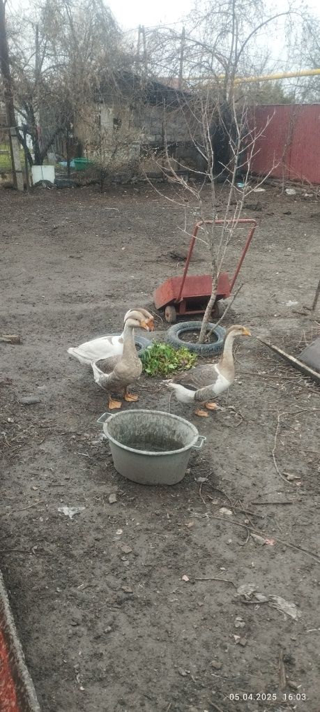Продам гусей 3 шт