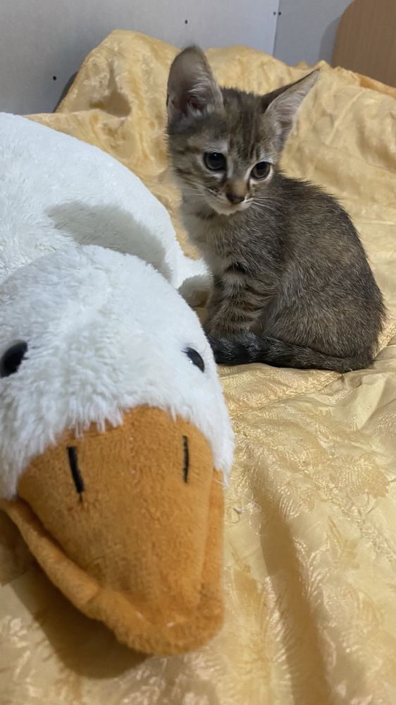 Отдам котят в добрые руки