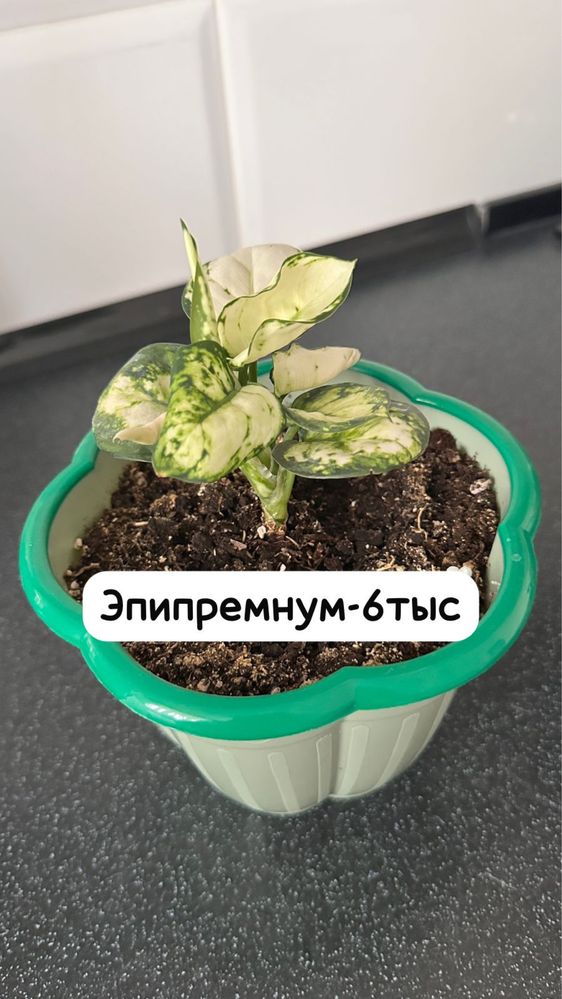 Декабрист,Эпипремнум,Филодендрон,Пелея,Хойя