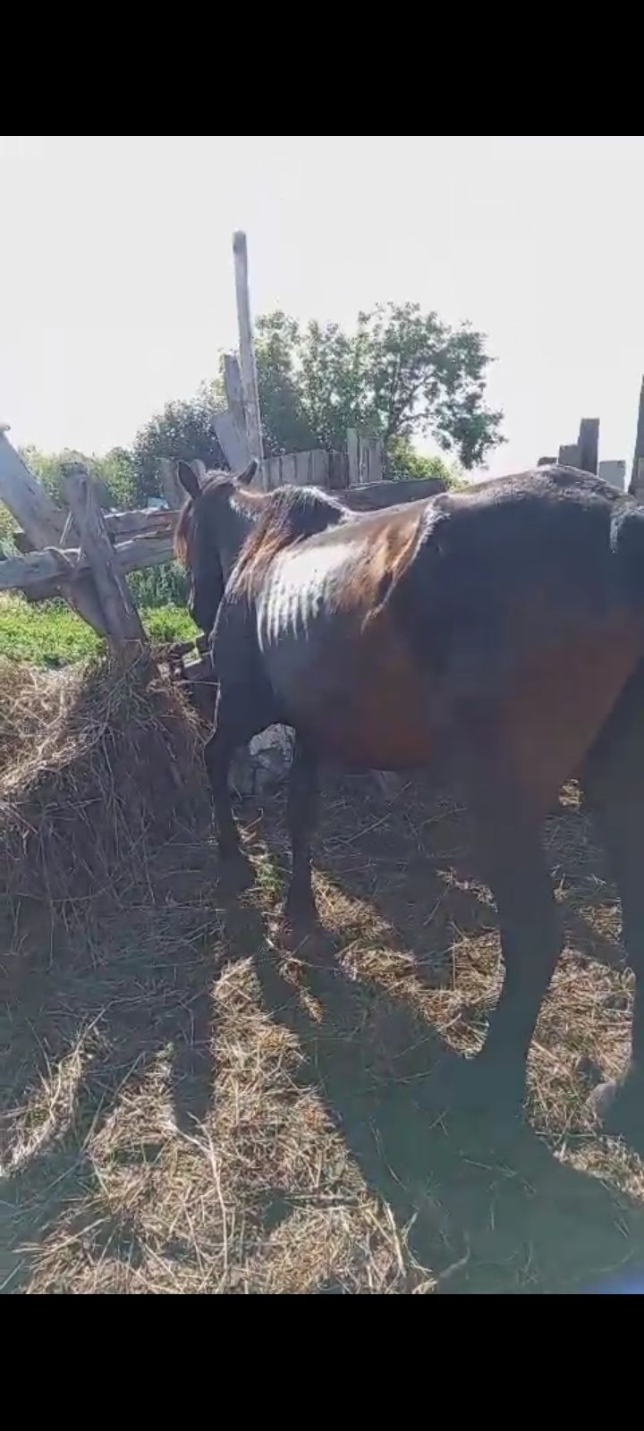 Продам Кабылу и Жеребца