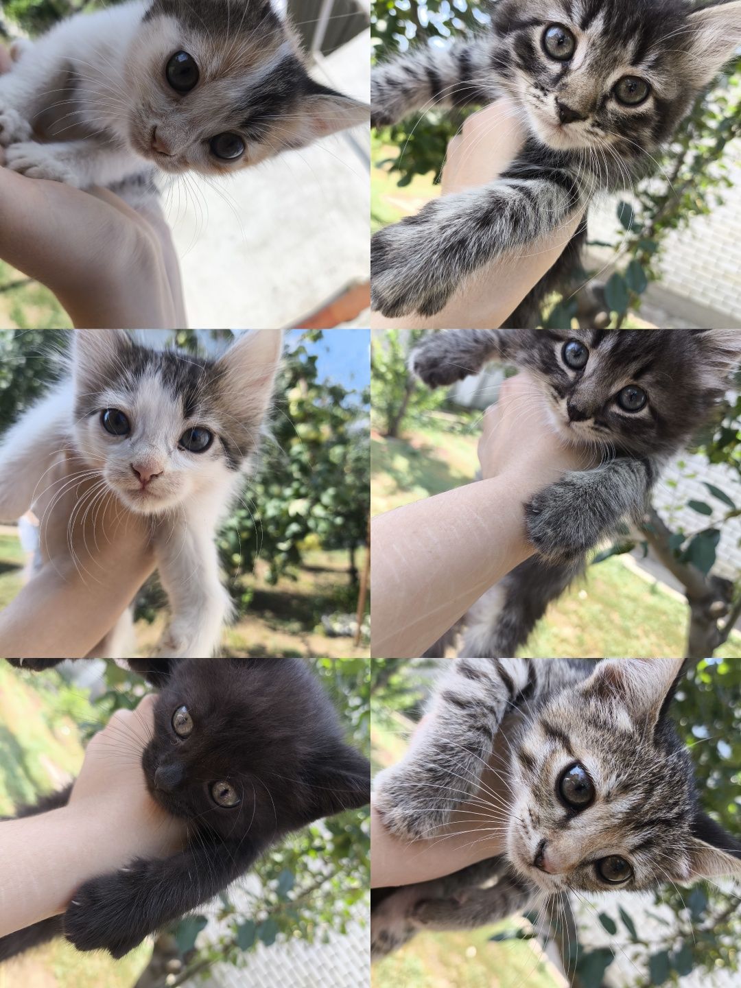 Отдам котят в добрые руки