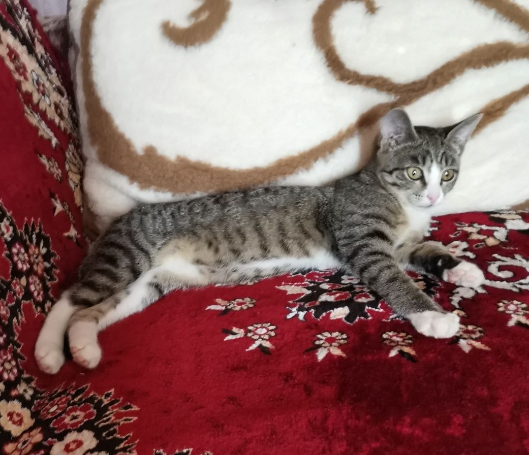 Котенок в добрые руки