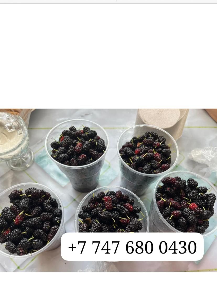 Продаю щелковицы
