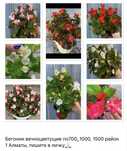 Продам Цветы комнатные