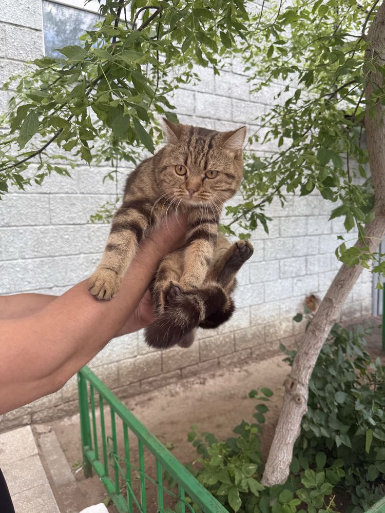 Очень красивый кот ищет хозяина