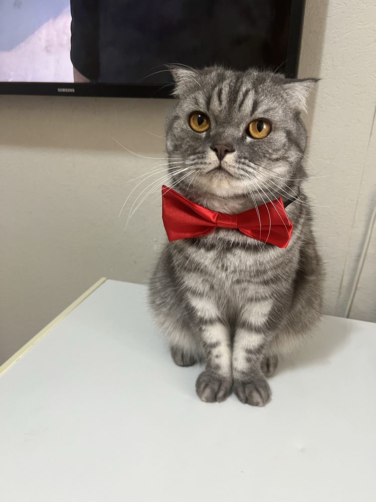 Отдаем кота строго в хорошие руки!