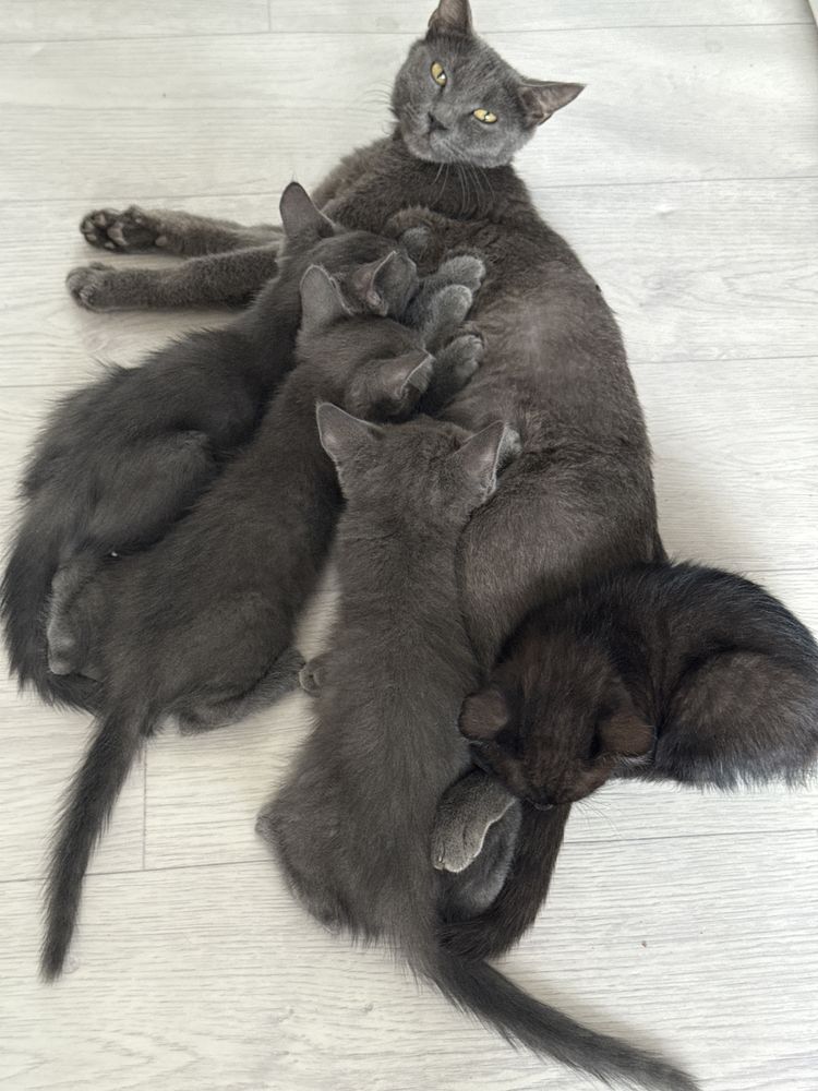 котята отдам в хорошие руки