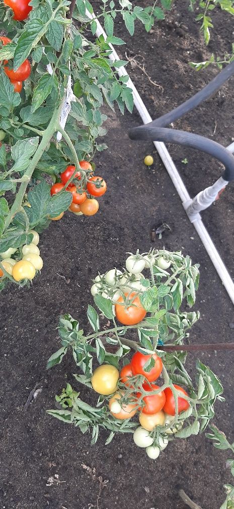 Продам помидоры домашние