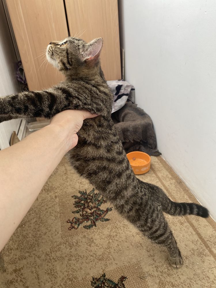 Кошка. Ищем дом для кошечки.