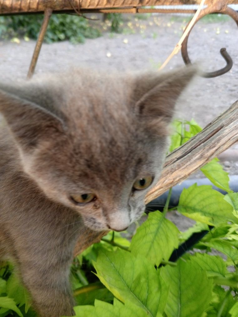 Отдам котят в хорошие добрые руки