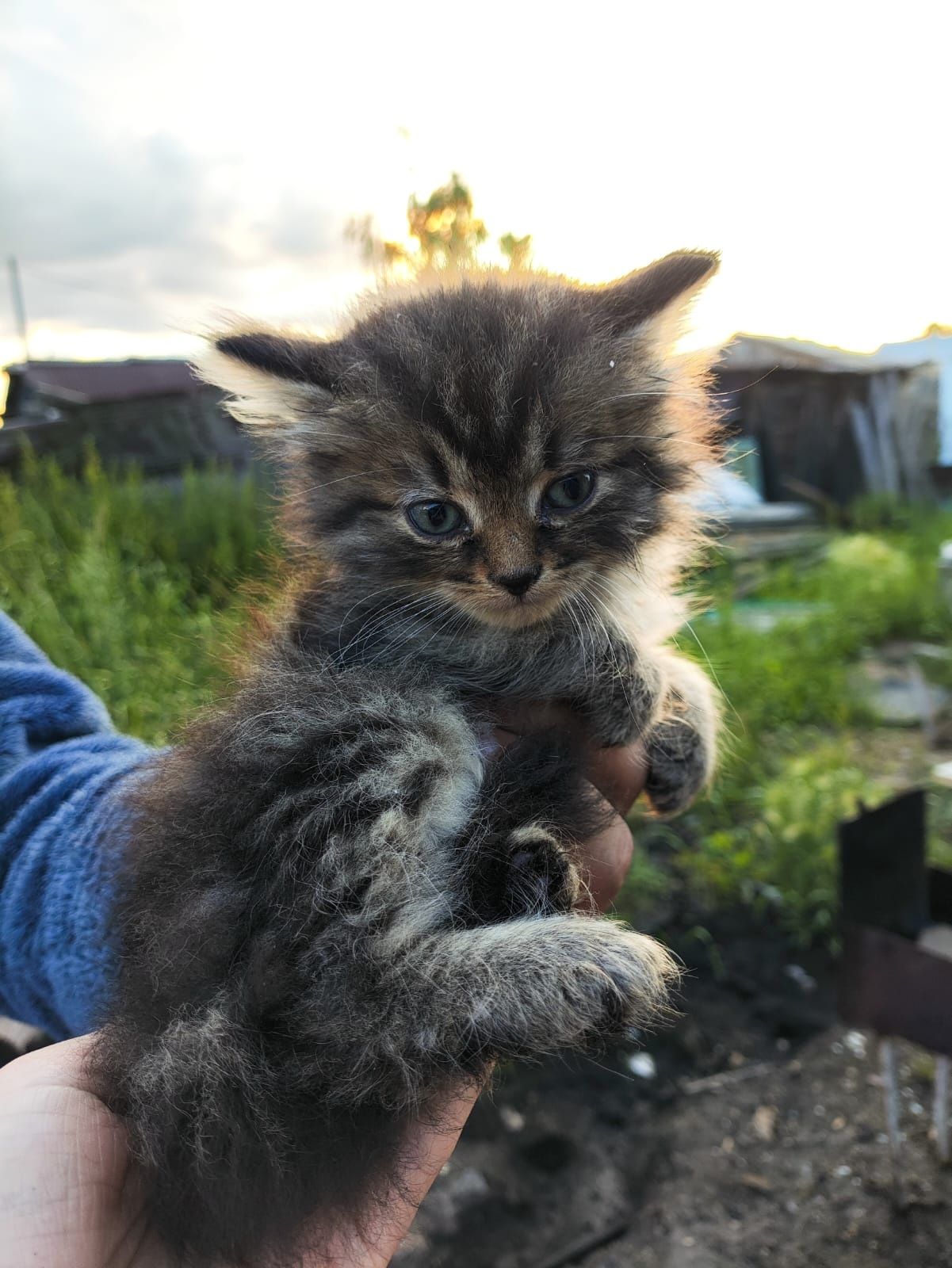 Котята только в добрые ручки
