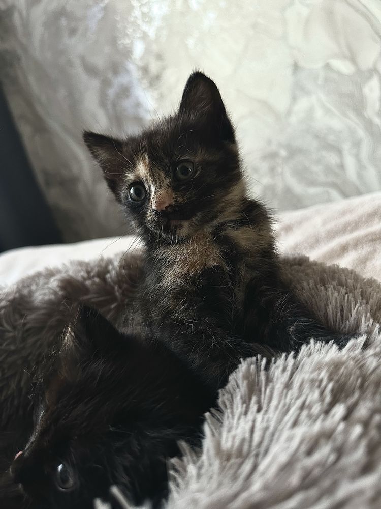 Дарю котят в хорошие руки