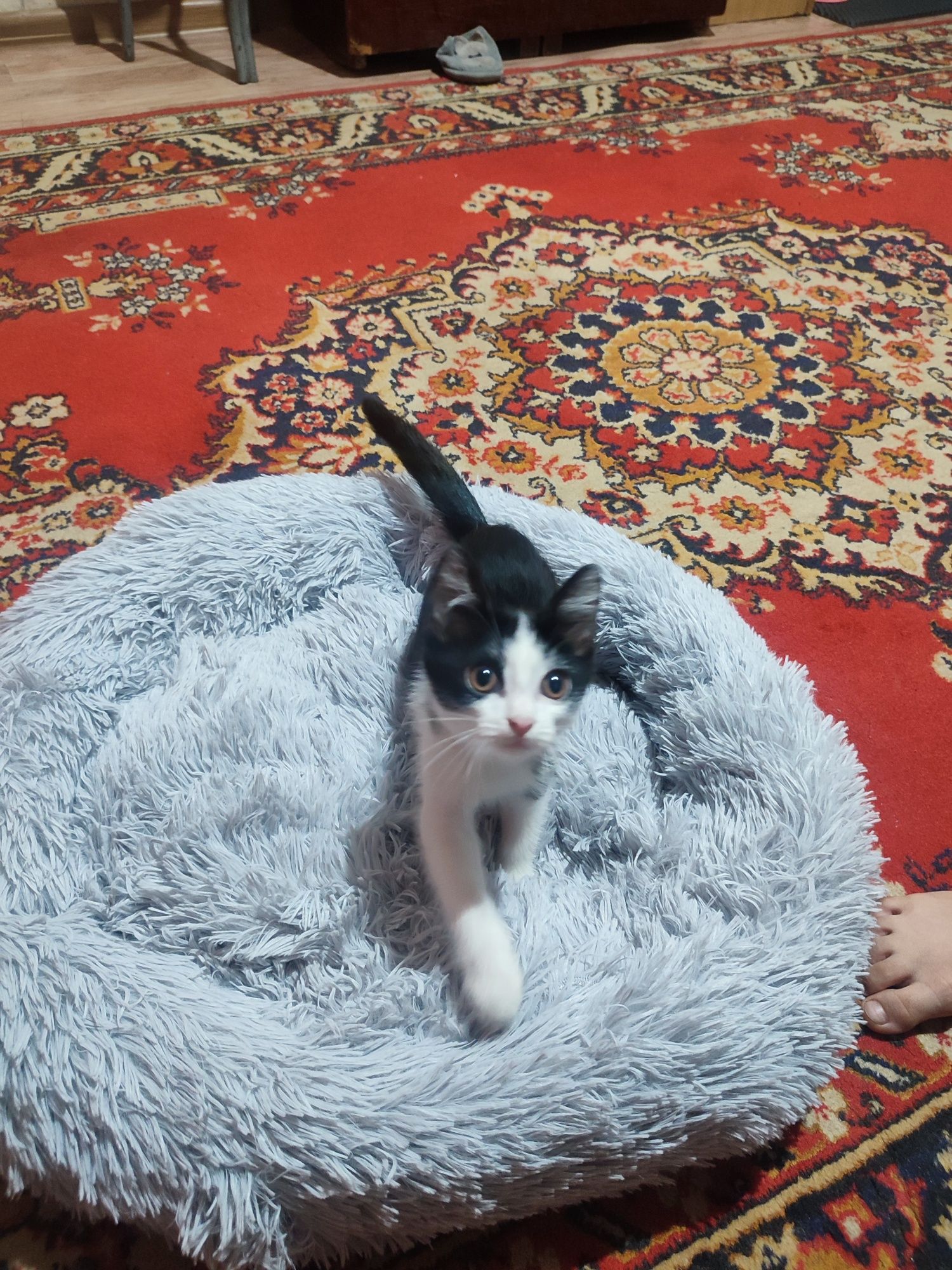 Отдам котенка в добрые руки