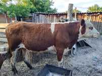 Продам срочно две коровы и один бычок