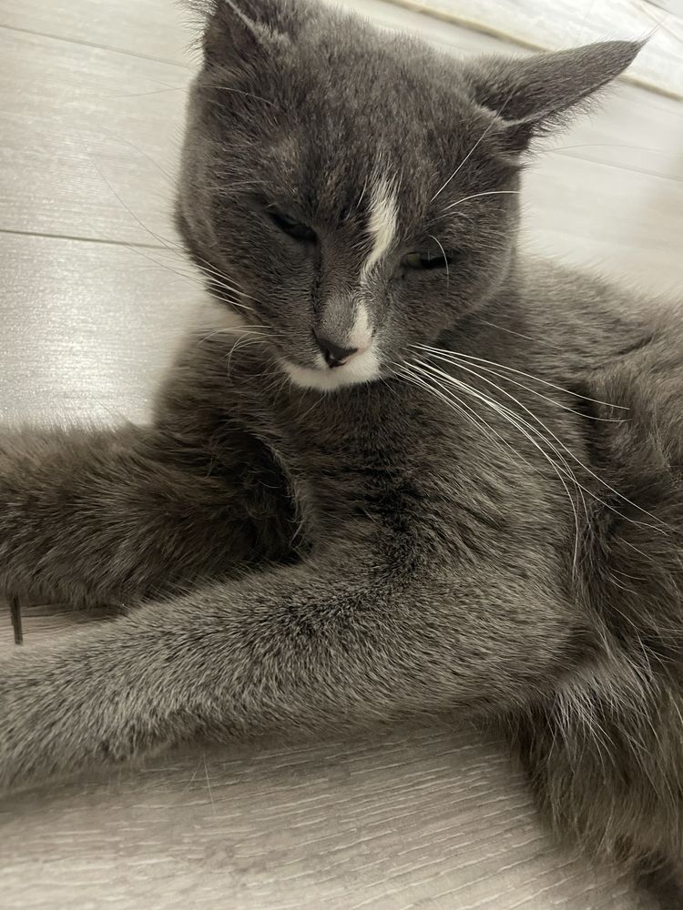 Котята два месяца