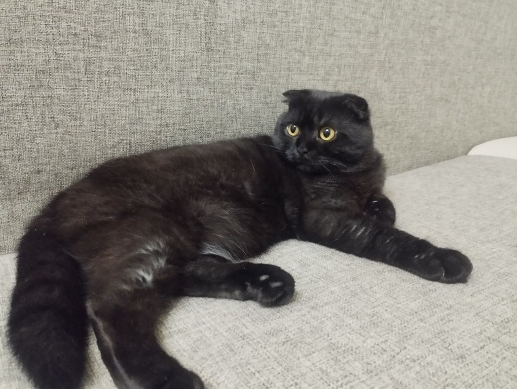Шотландский вислоухий кот