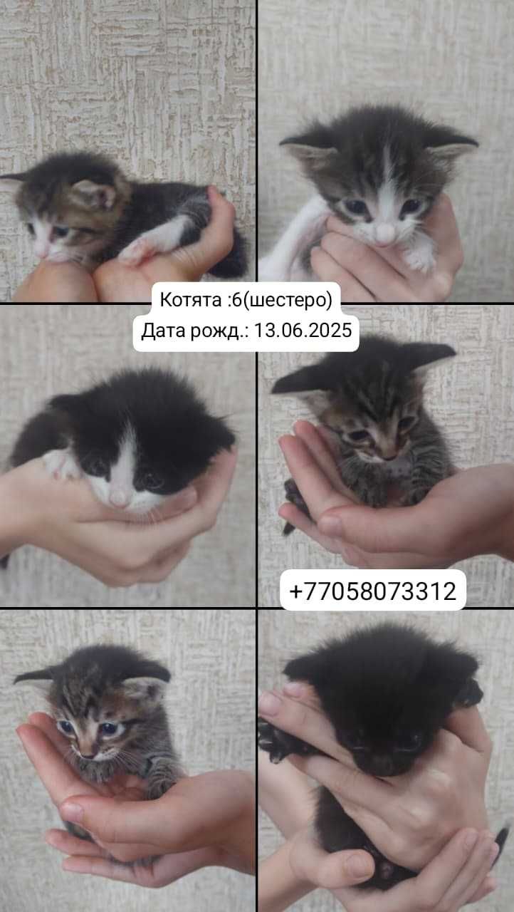 котята в добрые руки