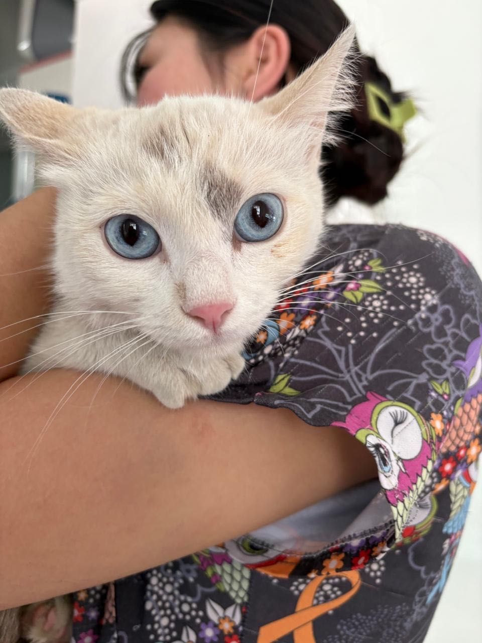 Кошка в добрые руки